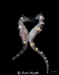 Seahorses enjoying each other's company. by Ron Hyatt 